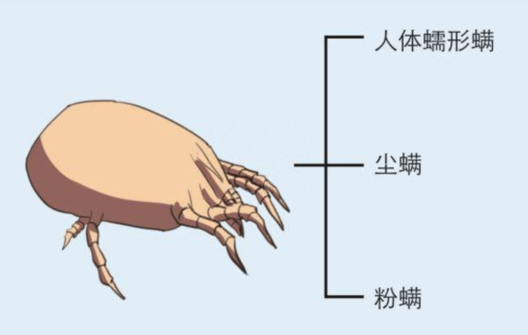 晒被子后为什么会有太阳味？科学家解释螨虫的烤焦