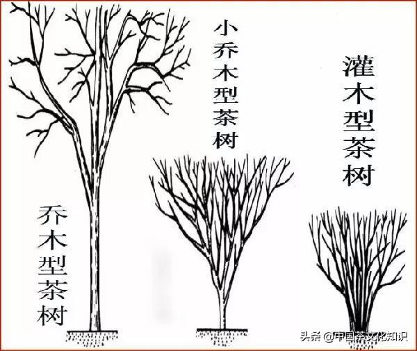 揭秘普洱茶的十大谎言，新手必看，拒绝上当