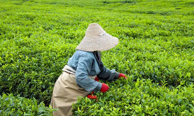 茶叶最怕的3种味道，家庭存茶要尽量避开，沾上茶叶就毁了