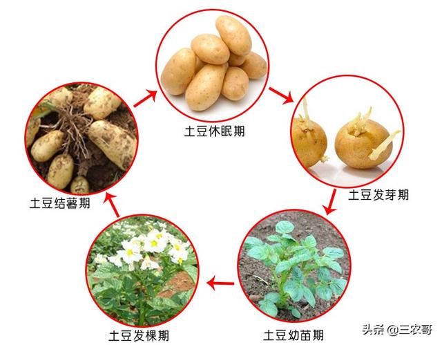 土豆为什么容易变绿发芽？弄懂发芽变绿原理，轻松保存土豆