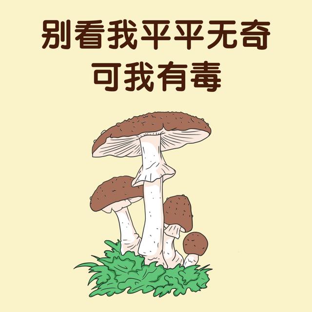 照网上教的方法挑野生菌，怎么还会挑中有毒的？