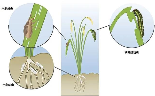 米袋里凭空出现的甲虫，你吃的每碗饭都可能含有它们的虫卵
