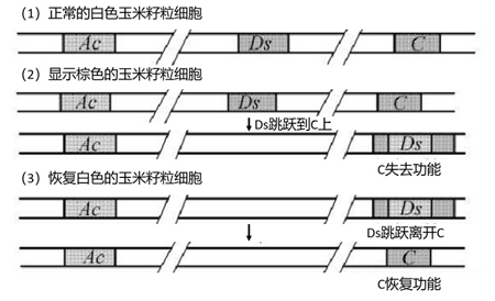 【诺奖中的“基因”】彩色玉米基因：旋转，跳跃，我不停歇？