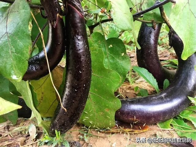 茄子怎么做才好吃？教你简单家常做法，蒜香味浓郁，特别下饭