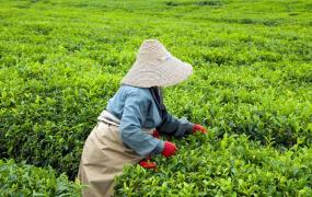 茶叶最怕的3种味道，家庭存茶要尽量避开，沾上茶叶就毁了