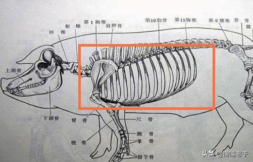 买排骨，“前排”“中排”“后排”差别很大，弄懂了，少花冤枉钱