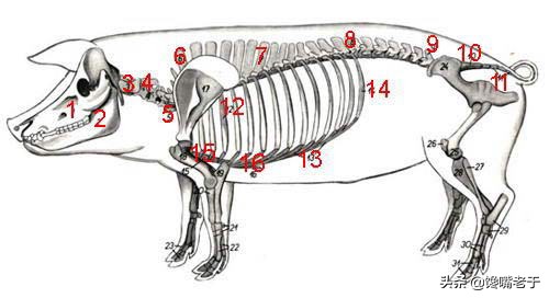 买排骨，“前排”“中排”“后排”差别很大，弄懂了，少花冤枉钱