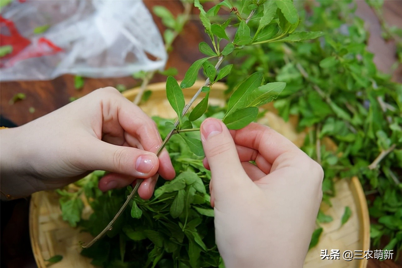 跟我一起认识这13种野菜，附带图片，若见到，别错过