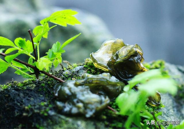 跟我一起认识这13种野菜，附带图片，若见到，别错过