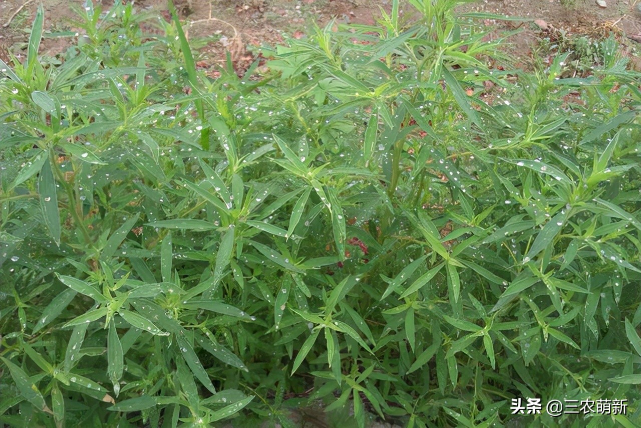 跟我一起认识这13种野菜，附带图片，若见到，别错过