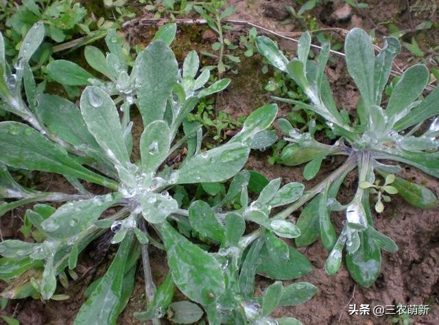 跟我一起认识这13种野菜，附带图片，若见到，别错过