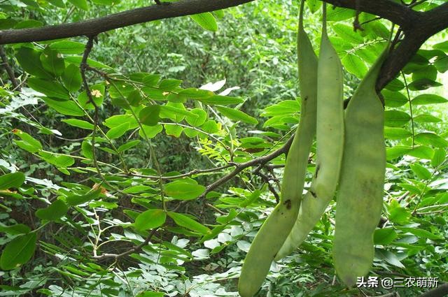 跟我一起认识这13种野菜，附带图片，若见到，别错过