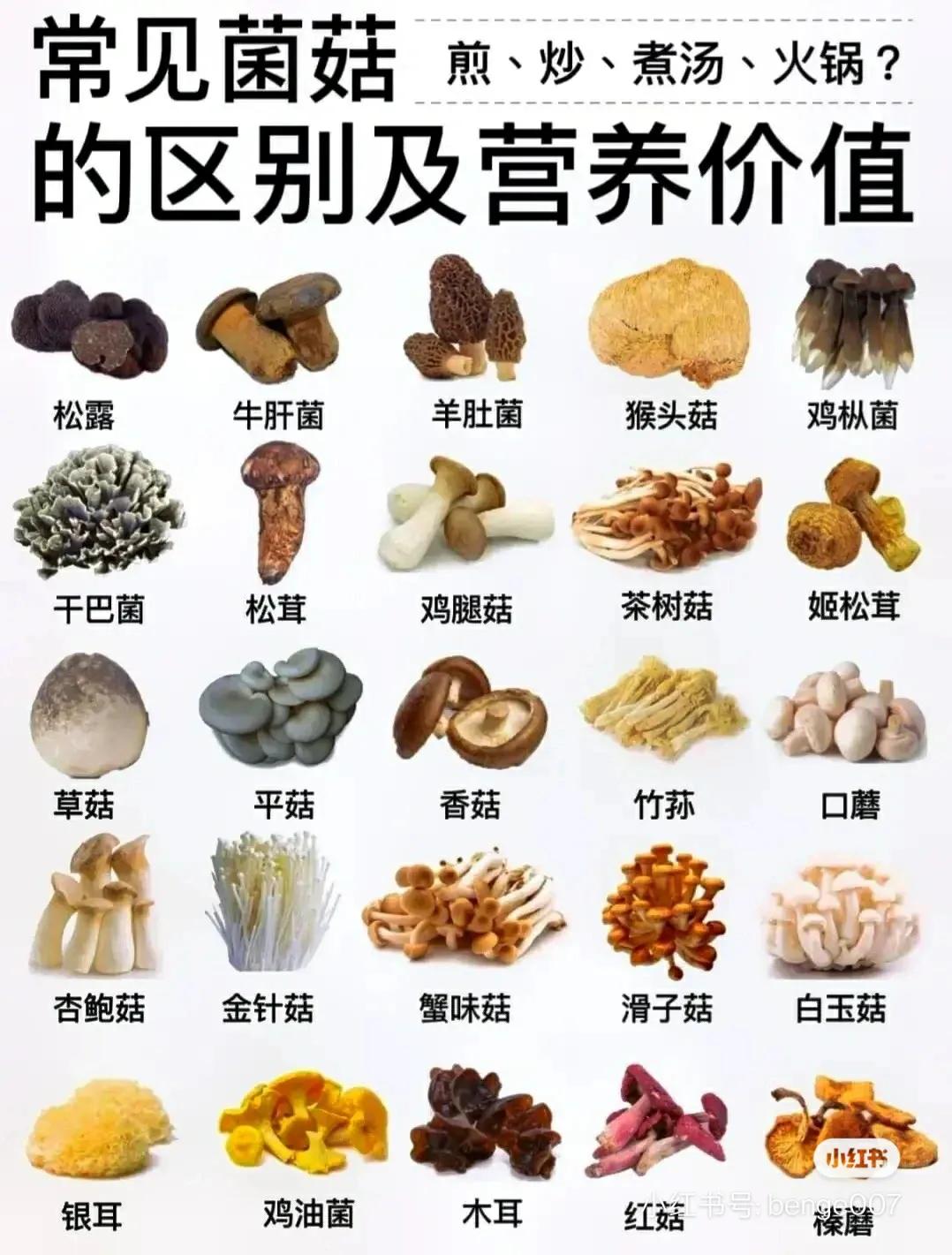 常见蘑菇的分类