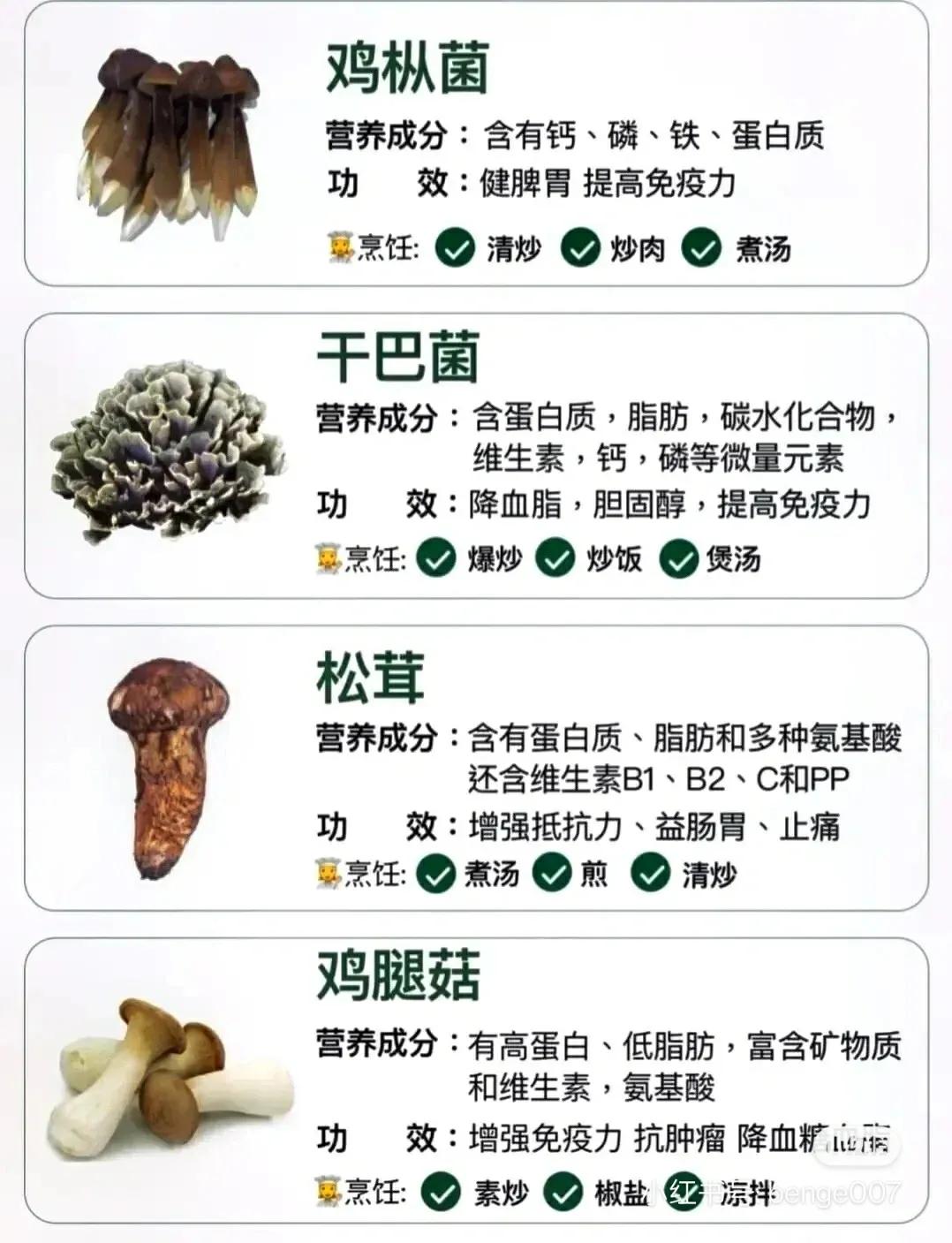 常见蘑菇的分类