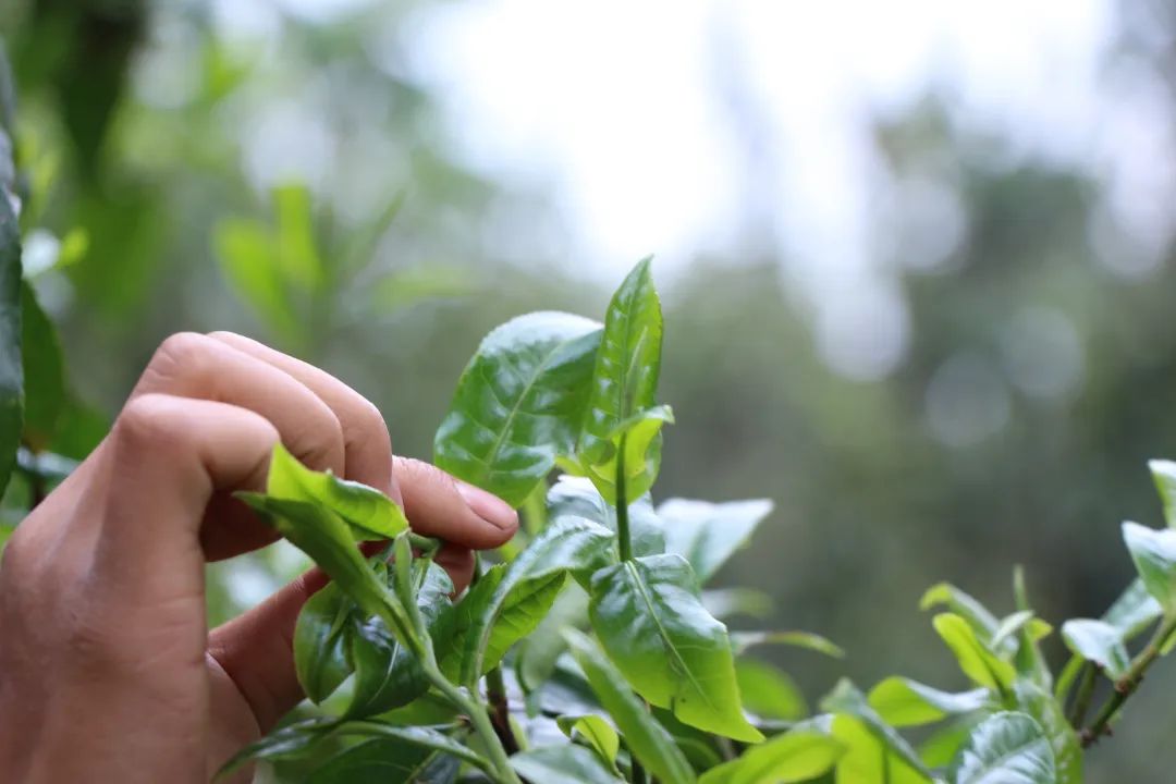 茶叶不耐泡的四大因素，不懂的赶紧学起来！ 