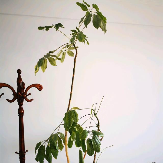 养发财树,学会3个技巧,茎杆粗壮,四季常青