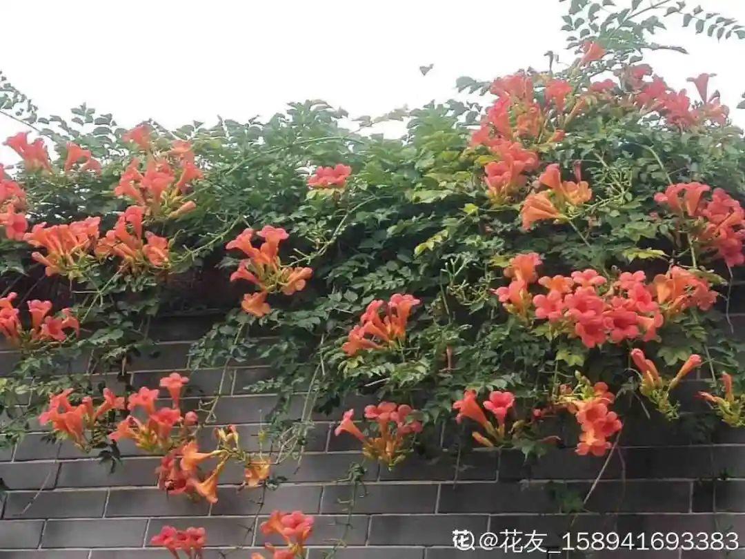 10种“脏脏”花，爱干净的人别养，会招虫子