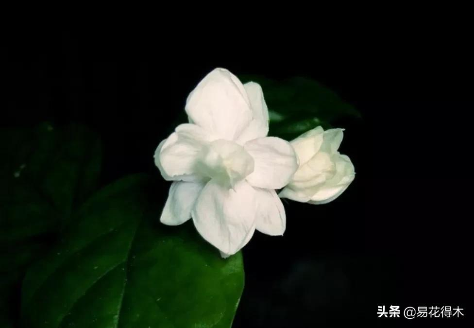 茉莉盆栽在北方如何安全越冬？