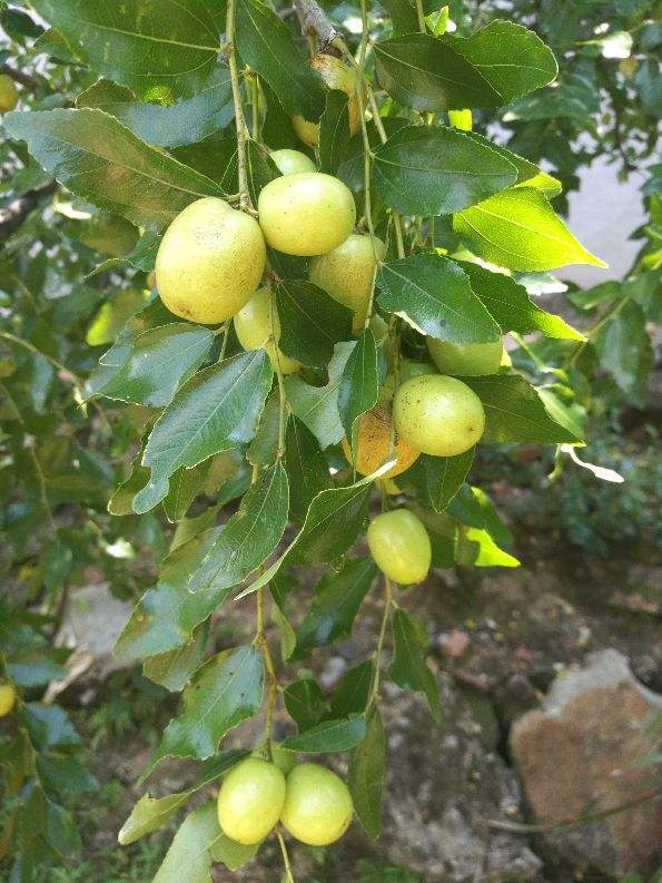 家里养点“吉利花”，这八种“转运花”，看看你家有没有