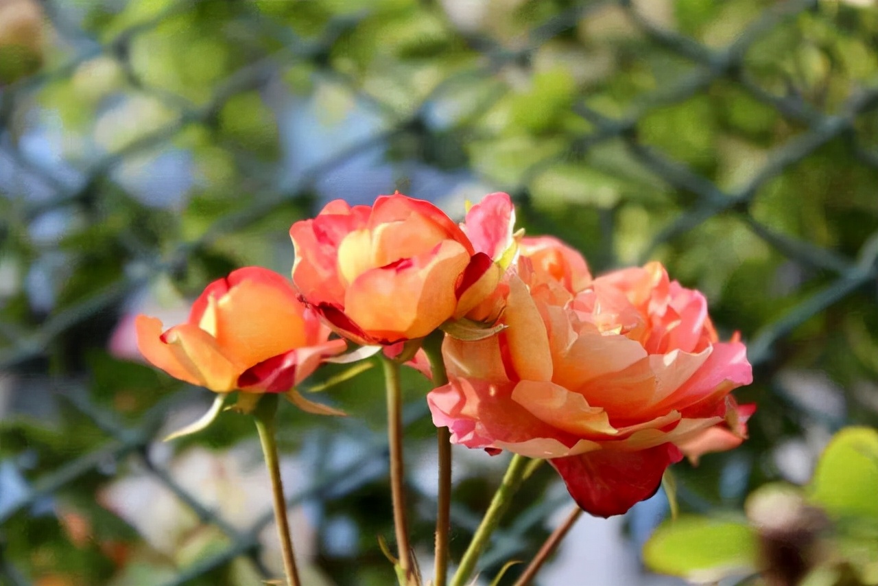 20种常见花卉绿植的习性分享，在家居环境中，也能把它们养出彩