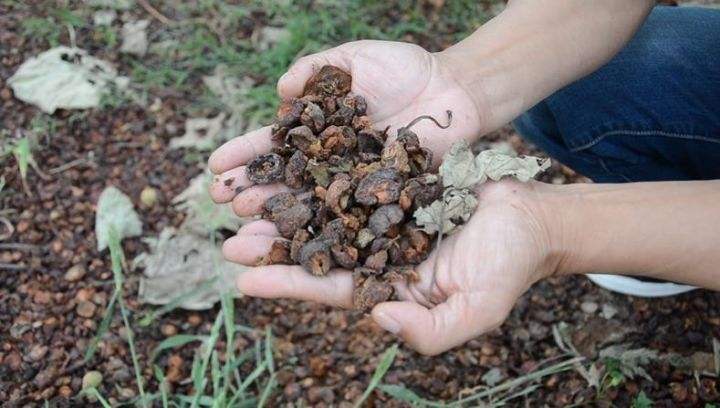 8种“废物”不要扔，拿个罐子，封装泡水，可以用来浇花当施肥