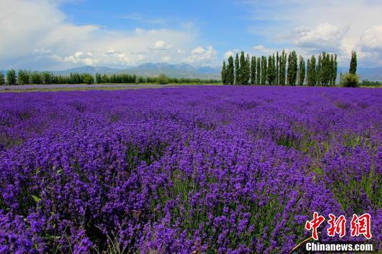 新疆薰衣草进入盛花期“浪漫紫”香飘田野