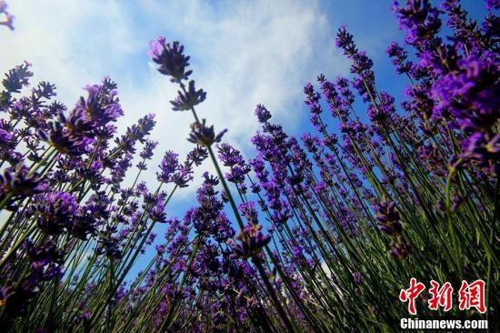 新疆薰衣草进入盛花期“浪漫紫”香飘田野