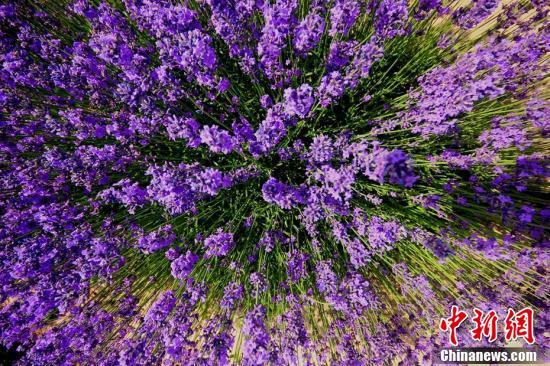 新疆薰衣草进入盛花期“浪漫紫”香飘田野