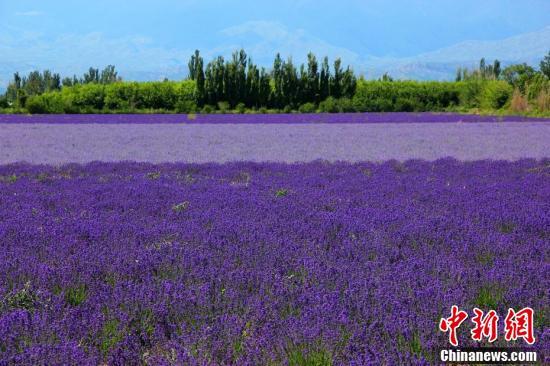 新疆薰衣草进入盛花期“浪漫紫”香飘田野