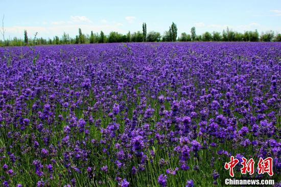 新疆薰衣草进入盛花期“浪漫紫”香飘田野