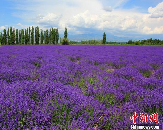 新疆薰衣草进入盛花期“浪漫紫”香飘田野