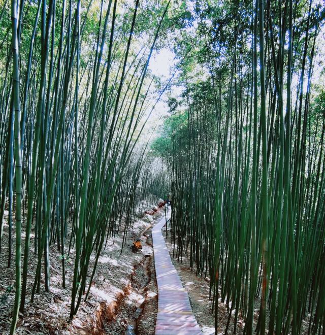 西安市旁边的最大竹海，可赏瀑布划船走迷宫，避暑吃农家乐