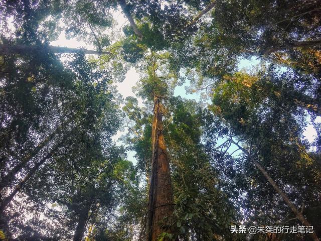 中国唯一被世界公认的热带雨林，为何是游客抬头看风景最多的地方