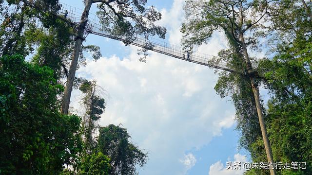 中国唯一被世界公认的热带雨林，为何是游客抬头看风景最多的地方