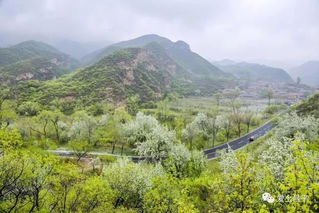 京郊私藏醉美春色，百年海棠花开正浓