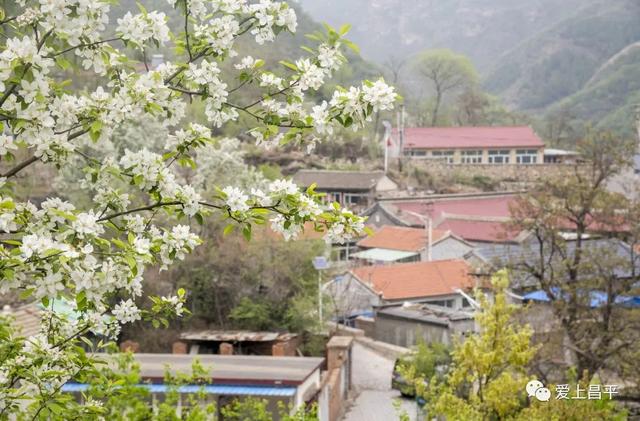 京郊私藏醉美春色，百年海棠花开正浓