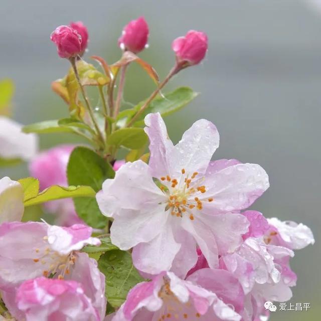 京郊私藏醉美春色，百年海棠花开正浓