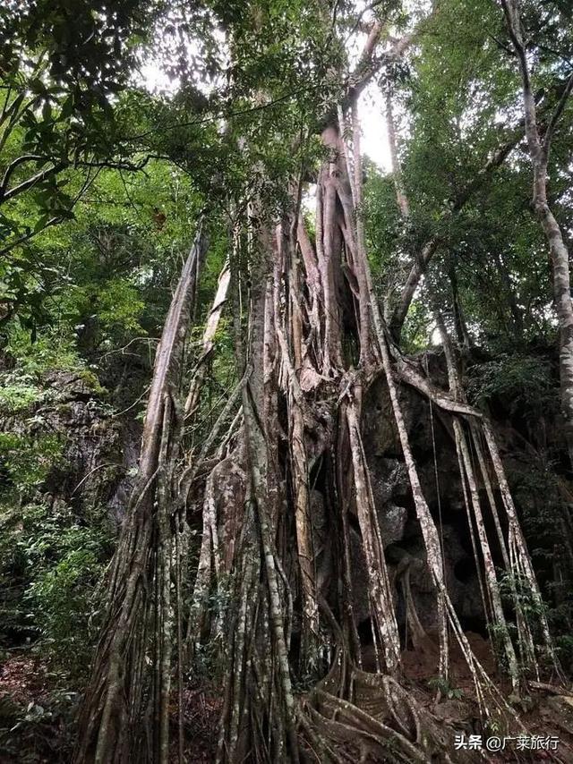 去云南西双版纳旅行，必去的十大景点