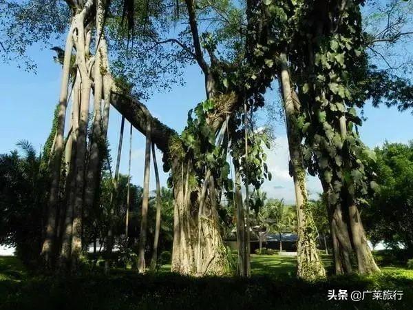 去云南西双版纳旅行，必去的十大景点