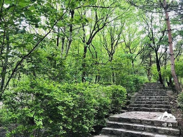 原来，夏日 “小森林” 就在这里！