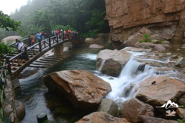 原来，夏日 “小森林” 就在这里！