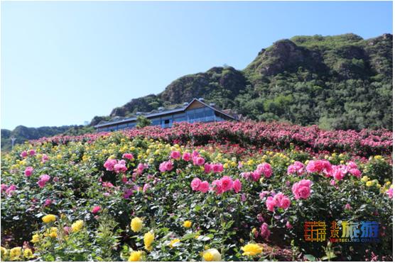 京郊暑假去哪玩？荷花、玫瑰、薰衣草，花满密云，等你来赏！