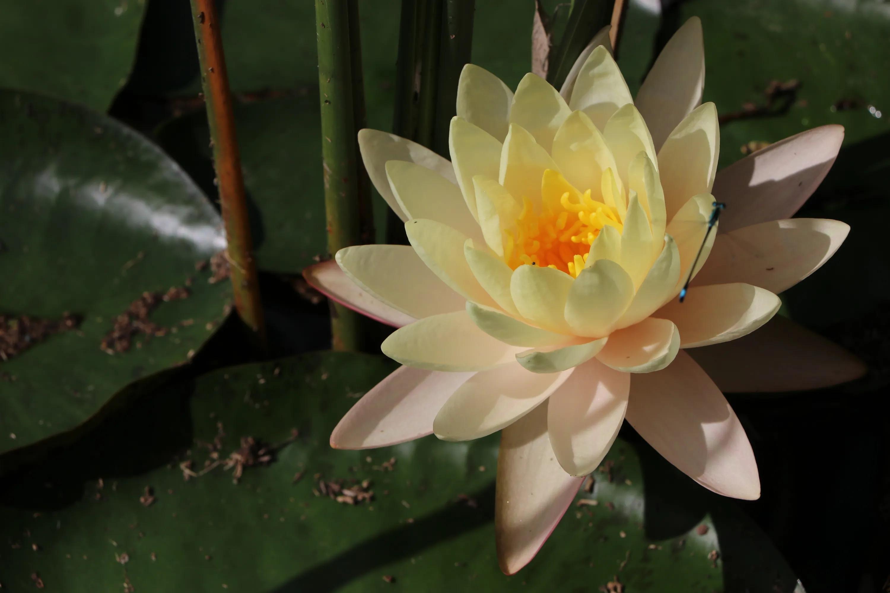 北京植物园一日游