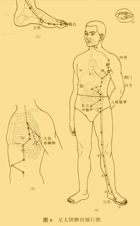 老中医5分钟教你看懂12经络，最简单的十二经络讲解，收藏了吧！