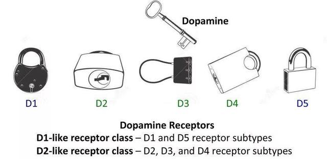 糖瘾、烟瘾、酒瘾、零食瘾、游戏瘾、背后竟是多巴胺在作怪