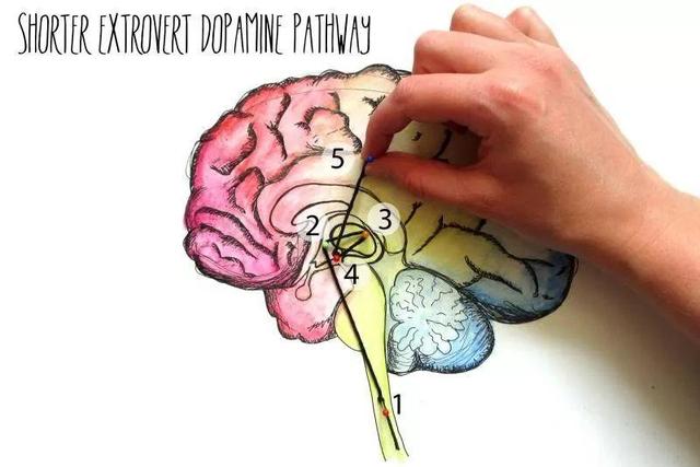 糖瘾、烟瘾、酒瘾、零食瘾、游戏瘾、背后竟是多巴胺在作怪