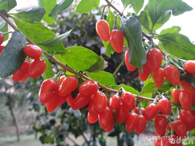 人养花，花也养人，9种花能治病，连医生也爱养！