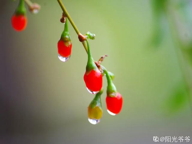 人养花，花也养人，9种花能治病，连医生也爱养！