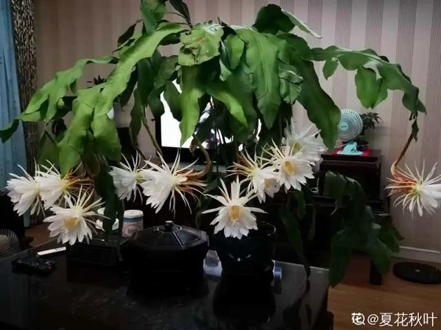 人养花，花也养人，9种花能治病，连医生也爱养！