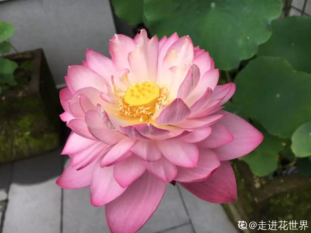 人养花，花也养人，9种花能治病，连医生也爱养！